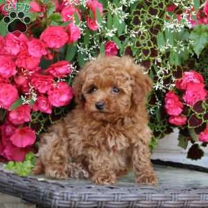 Knuckle, Bich-Poo Puppy